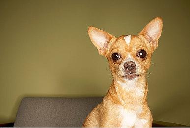 《马里奥赛车实况：家庭赛车场》2.0版本更新 新增分屏模式